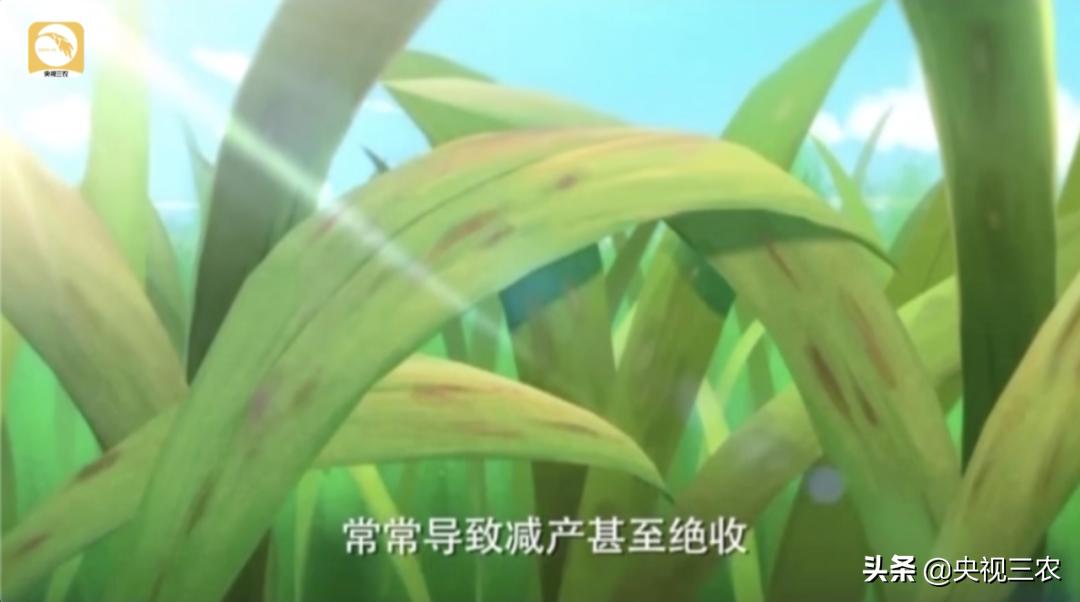 水稻倒伏怎么防止发芽,水稻可以用二甲四氯钠防止倒伏吗