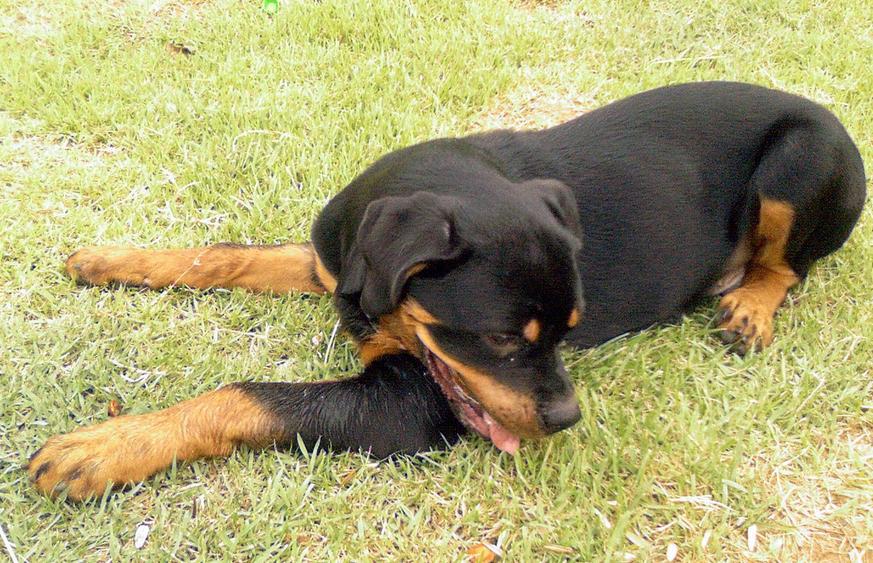 中国有什么名贵的狗,俄罗斯名贵狗价格