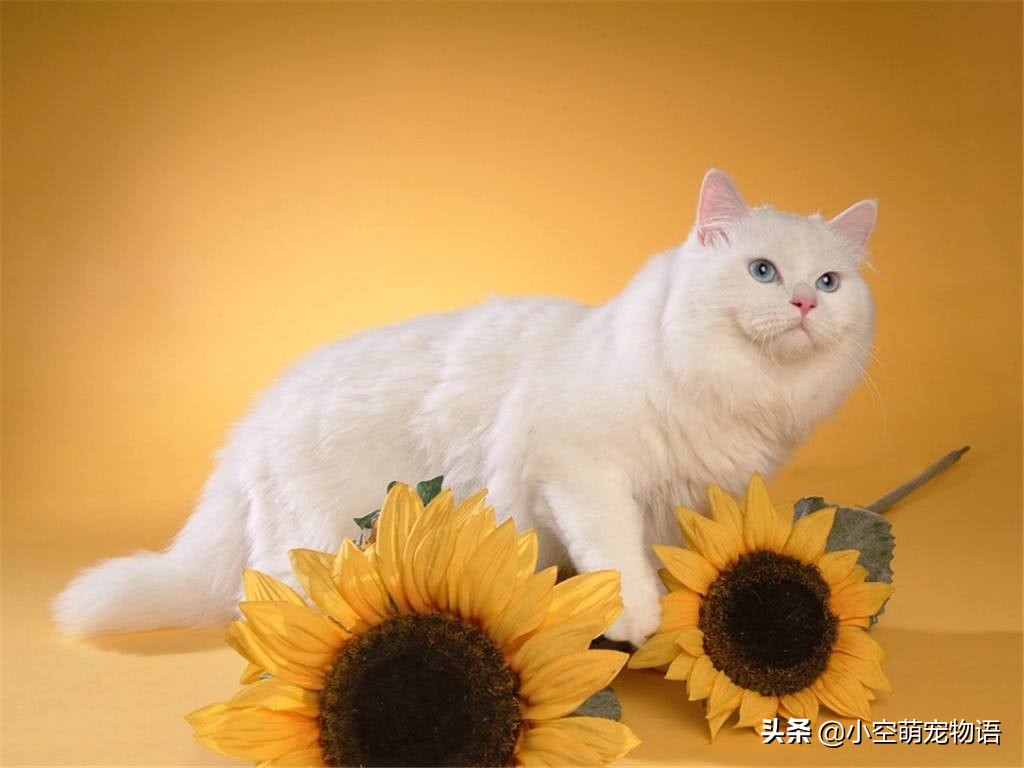 家里有很多猫还想养流浪猫,家里很多猫又有狗怎么办