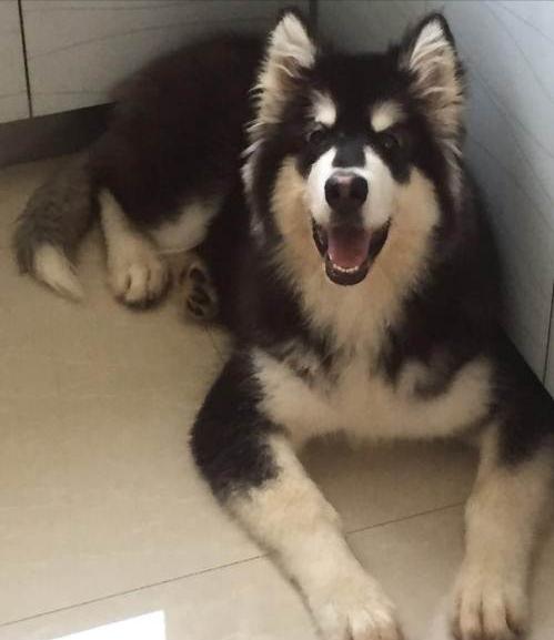 阿拉斯加雪橇犬饲养方法图解大全,阿拉斯加犬饲养注意事项和禁忌