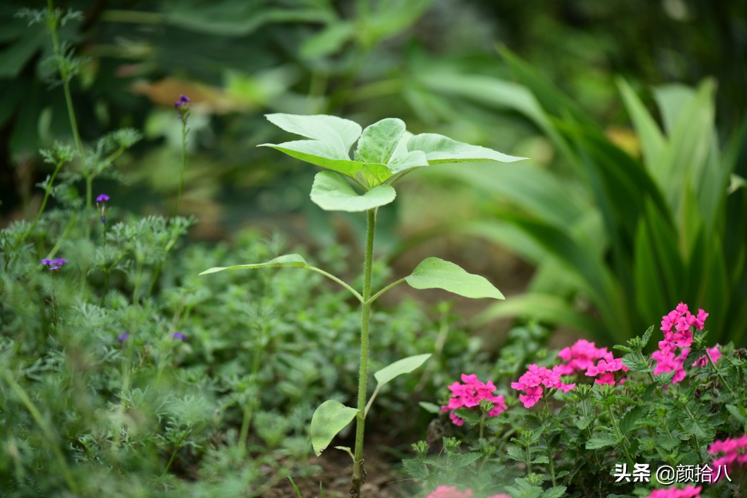 这个夏天我在花园里种向日葵|园丁
