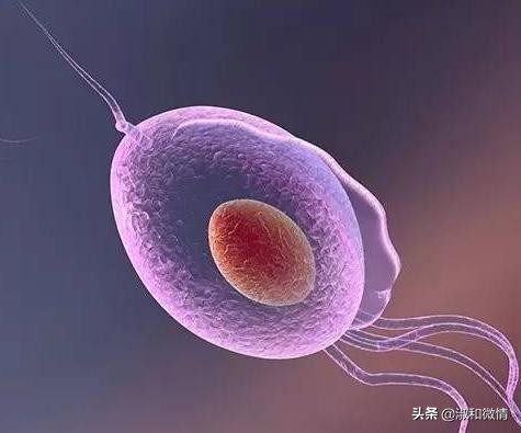 甲硝唑片的说明书用量看不懂,甲硝唑片说明书范文