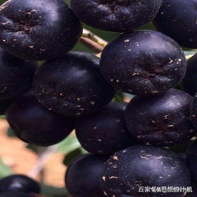 黑果花楸市场前景如何,黑果花楸收购的是鲜品吗
