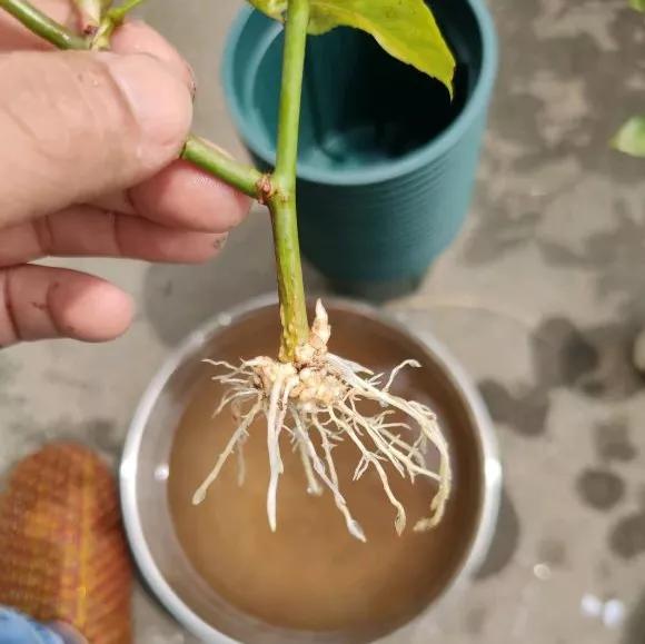 3种药片养花有“奇效”，浇水溶1片，叶绿根壮，比花肥厉害