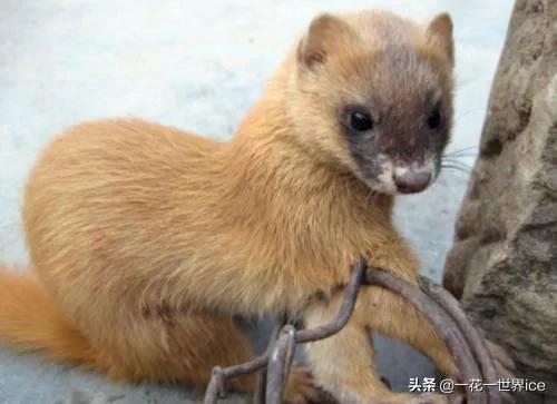 黄鼠狼全身都是宝为什么没人养殖,黄鼠狼浑身是宝为什么没人养