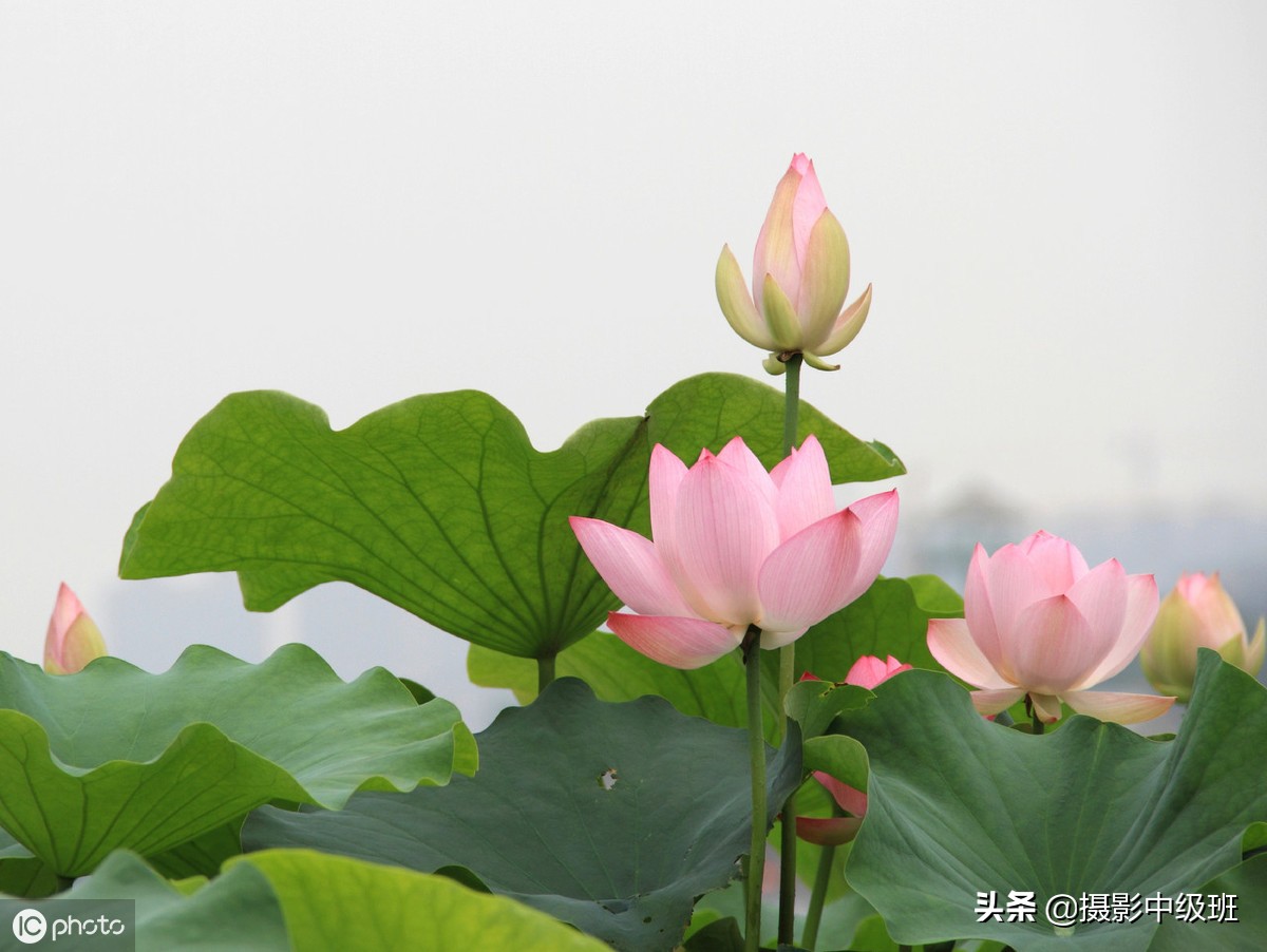 如何拍摄荷花这些技巧你要知道,怎样拍荷花的方法