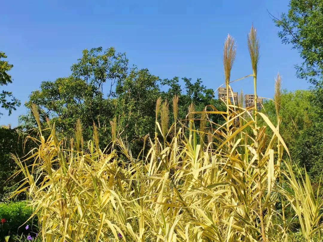 上海观赏草,上海之鱼冬天风景
