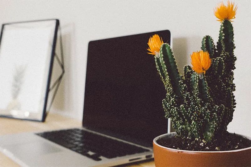 植物防辐射是真的吗,既可吸甲醛也可吸辐射的绿植