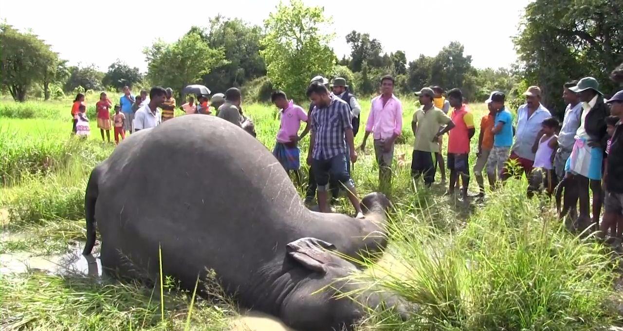 在沙漠中遇到死去的骆驼,在沙漠中碰到死后的骆驼