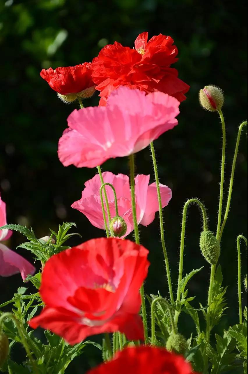 这4种花卉很漂亮花量大观赏度高,20种漂亮花好看不好养