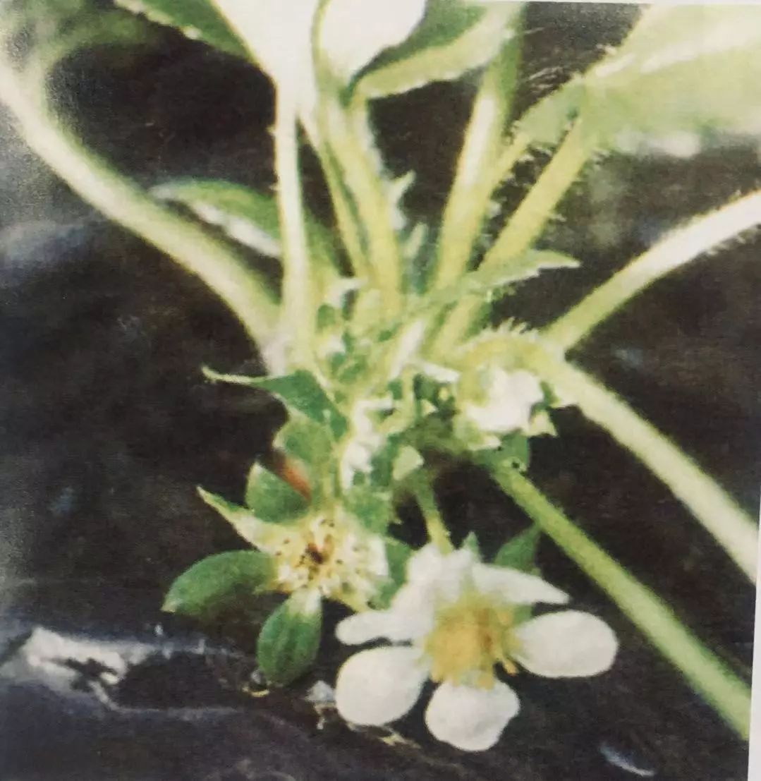 草莓开花后黑了是什么原因,草莓开花出现蔫果怎么回事