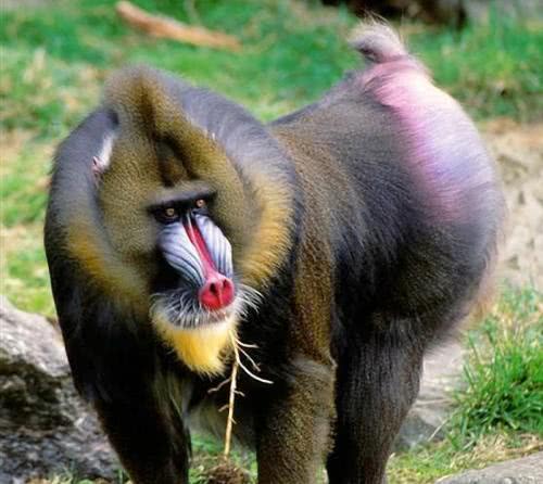 为什么男人越高越矮,为什么男的高女的矮