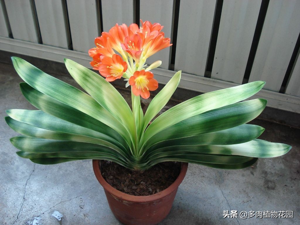 君子兰烂根生有长条小白虫怎么救,君子兰烂根怎么处理最简单的方法