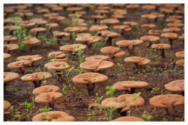 灵芝是草药还是中药,灵芝是植物还是菌类