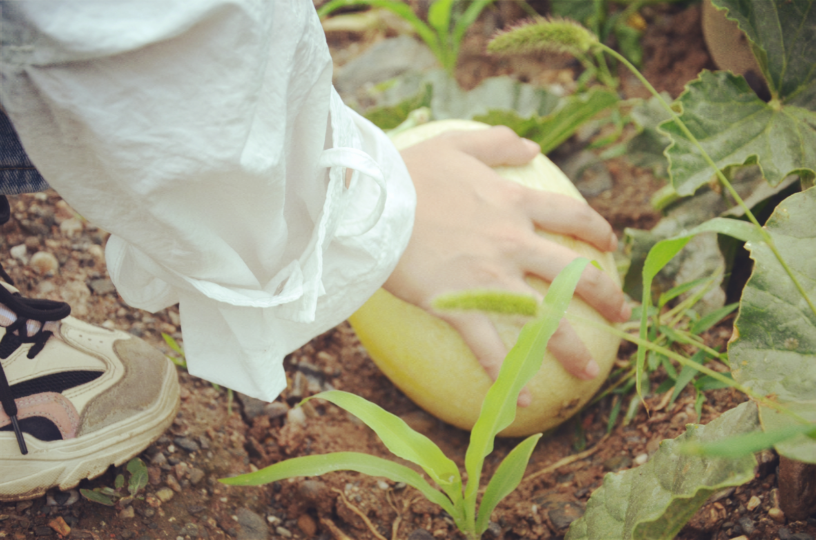 都热成什么亚子啦！网友：39℃的天，我只想来口蜜瓜压压惊