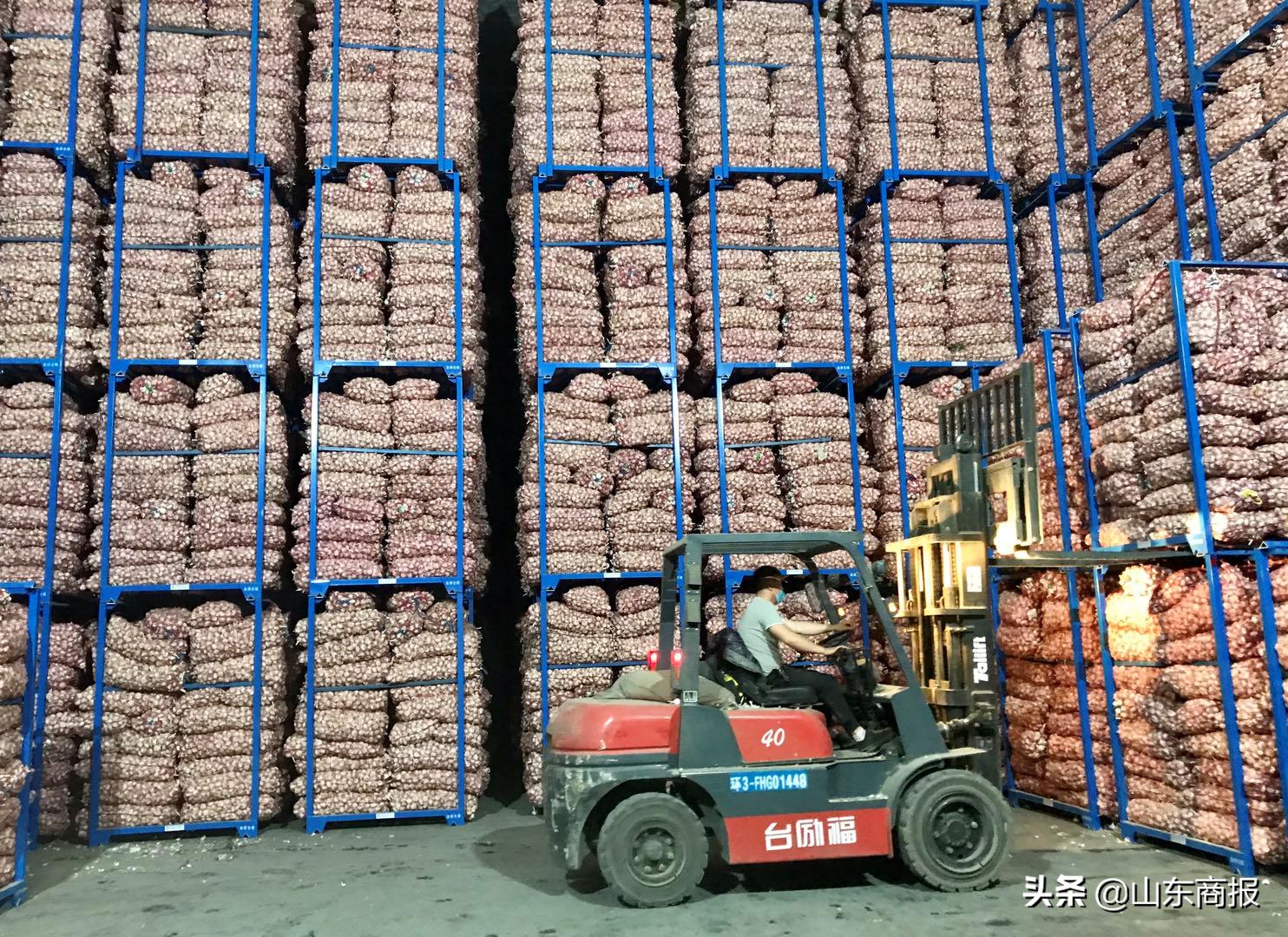 山东金乡蒜子,山东金乡县蒜苔