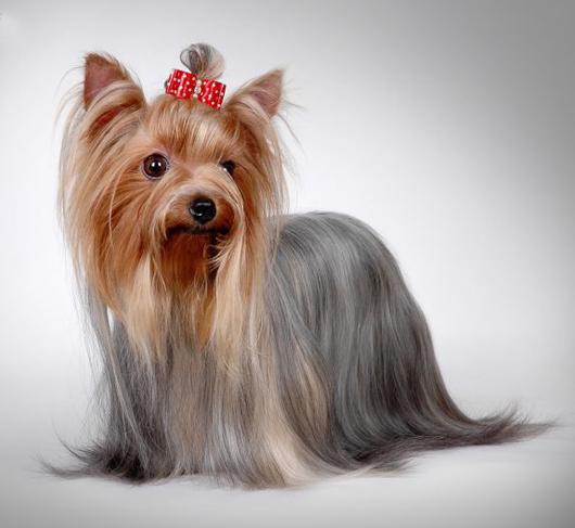 全世界100种名贵狗,世界上46多种名狗图文说明