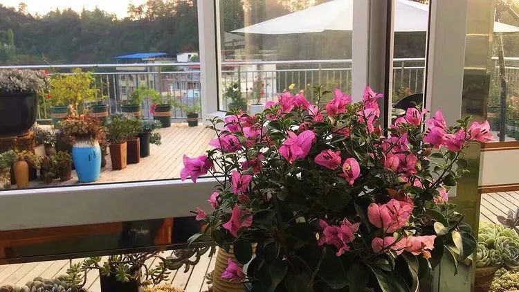 冬去春来,愿你无恙,疫情退去,养肉依旧!