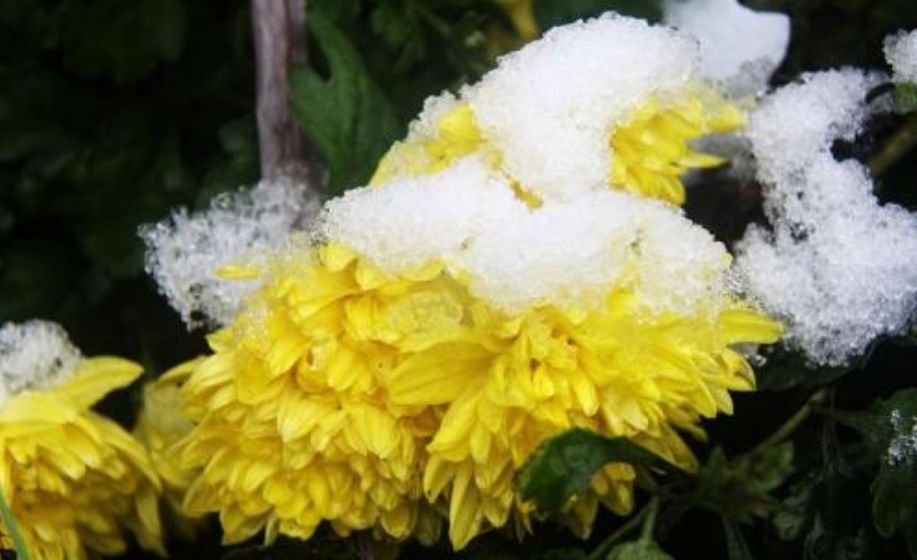 「原创诗词」管恩锋|一缕凉风送佳讯春芽初孕又阳天