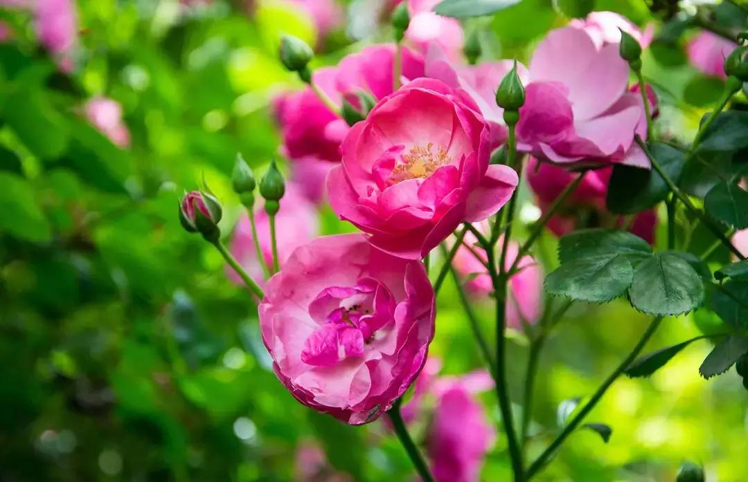 百花图谱大全100幅,工笔百花图谱100种