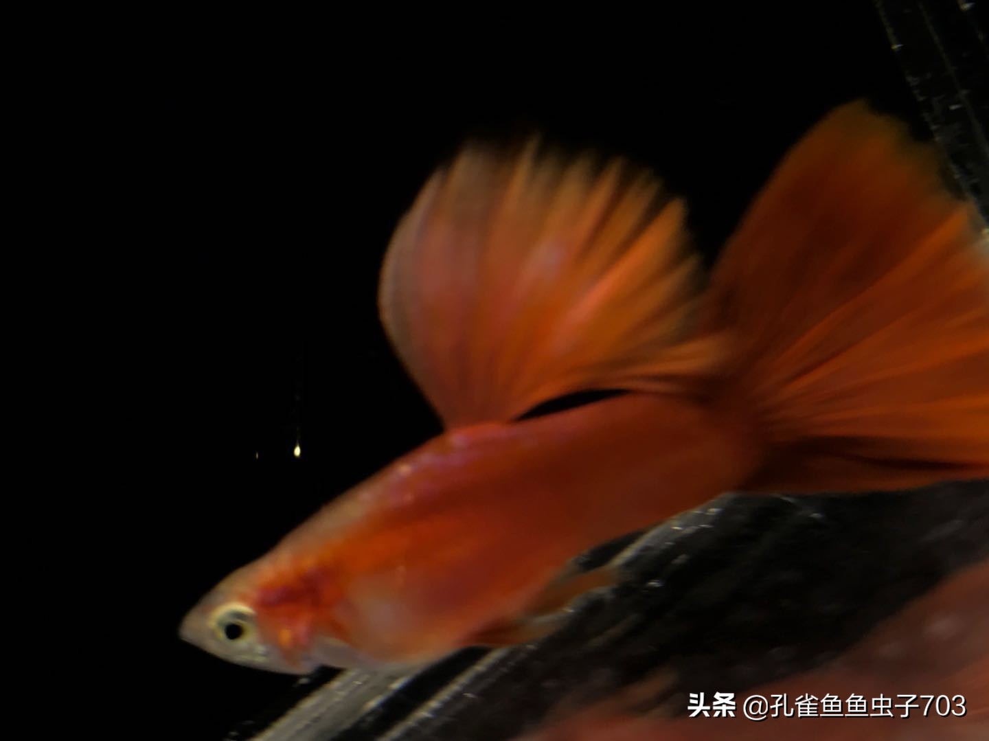 孔雀鱼喂食器制作方法,孔雀鱼怀孕怎么喂食