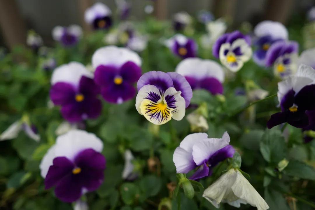 索尼定焦镜头推荐哪个,索尼最值得入手的定焦镜头