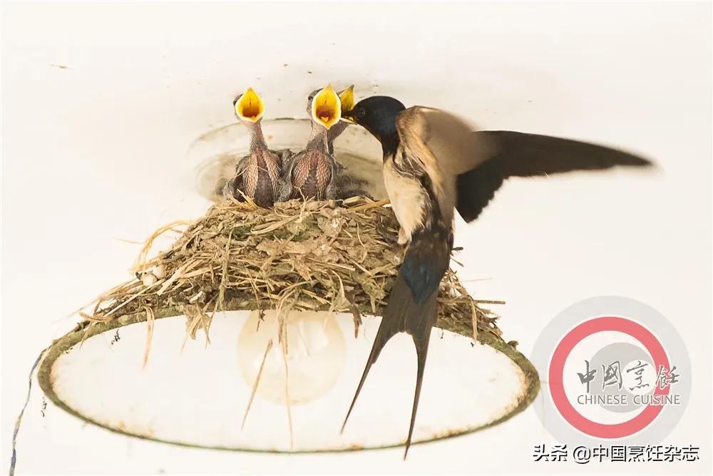 关于拒绝野味的小知识,杜绝野味还是拒绝野味