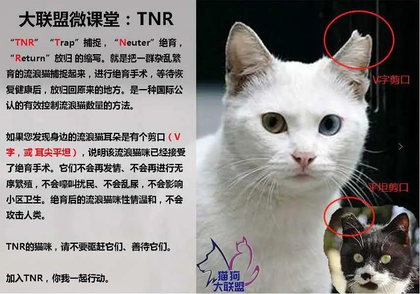 跟着我们猫狗大联盟，你会有喵的！黄阿姨猫咪领养专场
