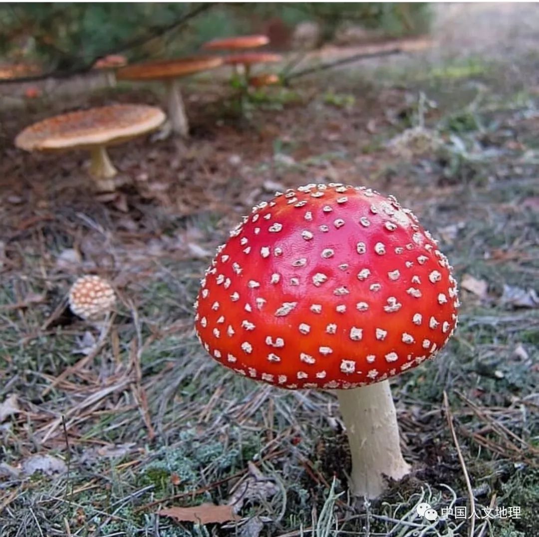 摄影彩色蘑菇,摄影师拍摄迷你蘑菇