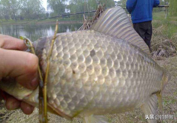 野钓最好用的窝料,野钓最靠谱的窝料