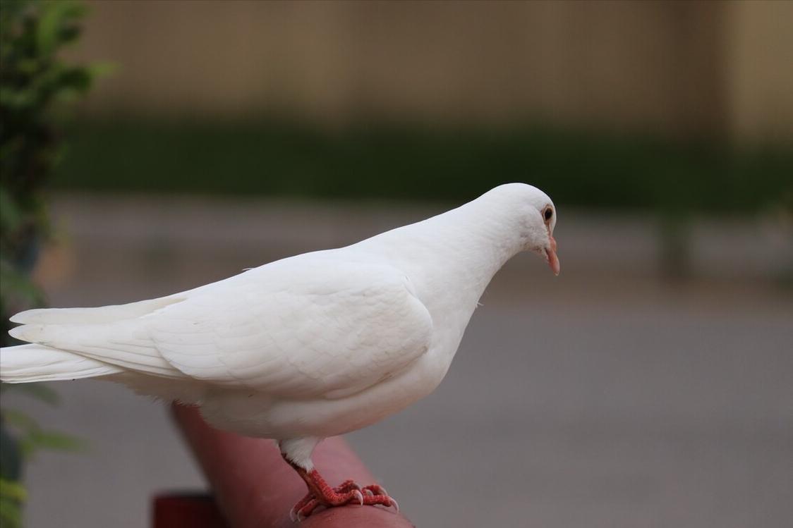 伊拉克，除了有战火，还有很多你不知道的冷知识
