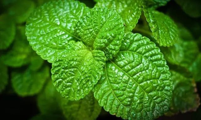 阳台养3种花足矣,阳台盆栽这3种菜容易存活