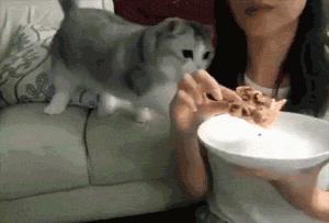 猫咪挑食不吃猫粮该如何解决,猫咪挑食是不是多养一只猫会好点