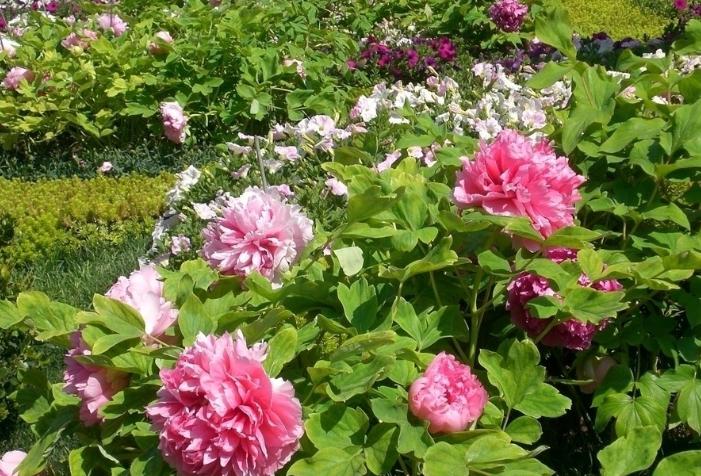 李白对杨贵妃最肉麻诗句,李白最肉麻的夸杨贵妃的诗