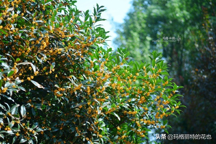 历史悠久的十大名花（海量美图），你选哪个做国花？