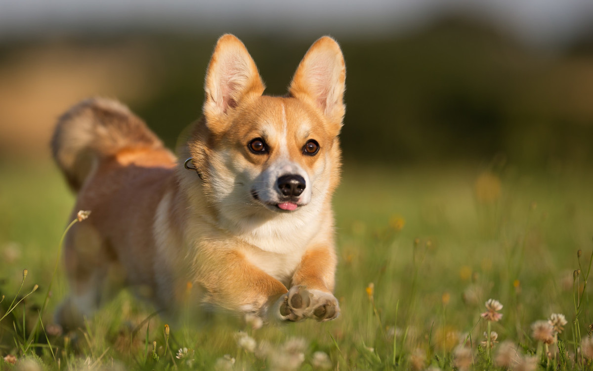 柯基养断尾的好还是养不断尾的好,长毛柯基断尾好看还是不断尾