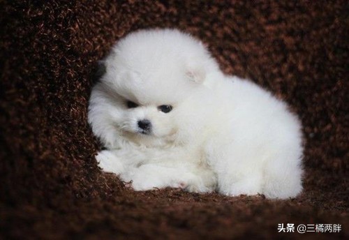 幼犬吹空调,幼狗吹空调注意什么