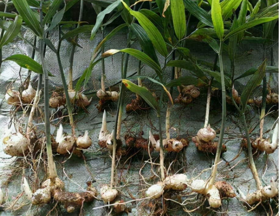 挖野生老虎姜,黄精又名老虎姜也叫仙人余粮