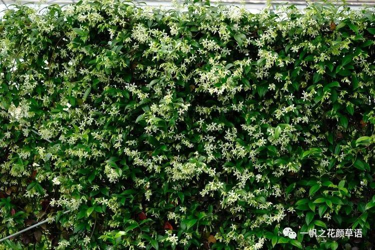 络石(Trachelospermumjasminoides)