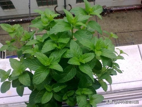 这样养护薄荷从此告别叶黄枝枯,薄荷怎么养才能不烂叶