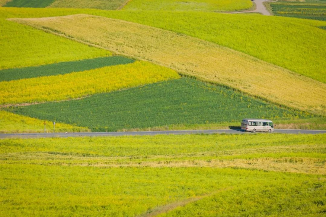 只要你面朝青海湖，八月依旧春暖花开