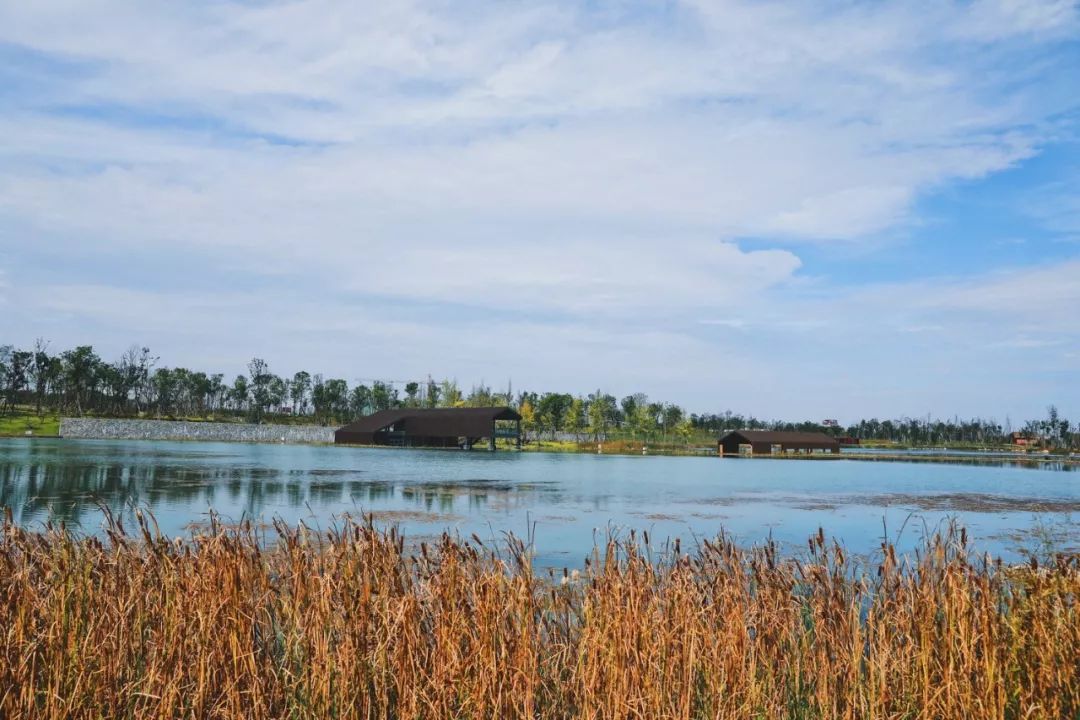 成都周末遛娃游推荐,遛狗公园成都