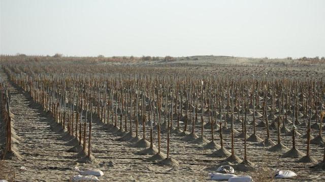 库布齐沙漠绿化防止再次沙化,荒漠化防治图