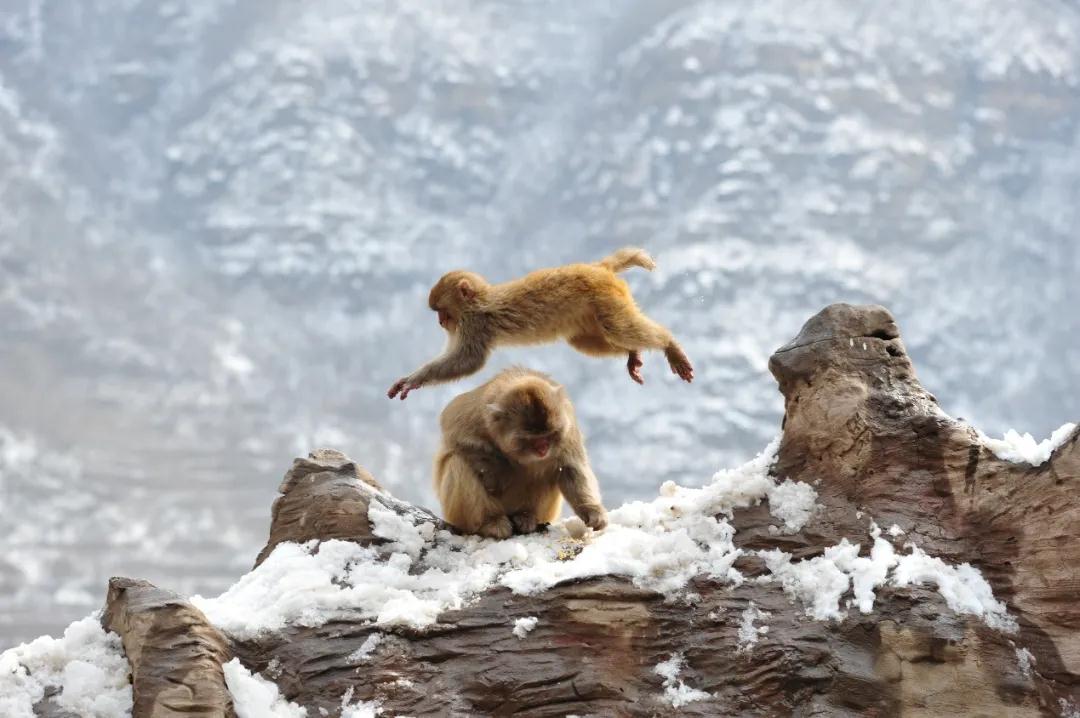 全国林草生物多样性保护成就展,林业生物多样性保护