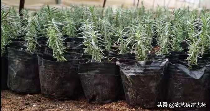 大面积薰衣草怎么种植才好养,薰衣草苗怎样种才好活