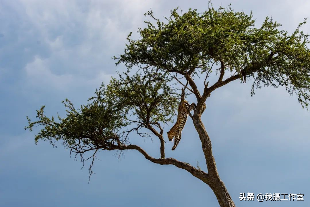 第16届国际摄影艺术展获奖作品,第29届全国摄影艺术展览作品集