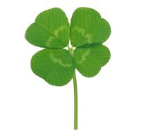 描写观察小动物的作文方法,写作观察的技巧和方法