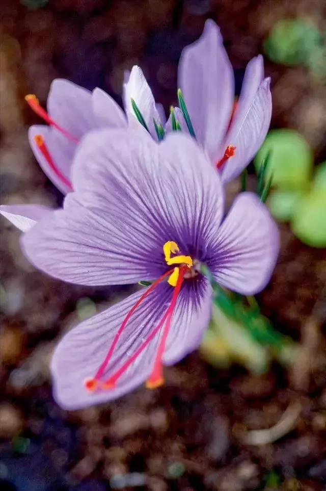 藏红花风水上在家里养好吗,藏红花生长习性