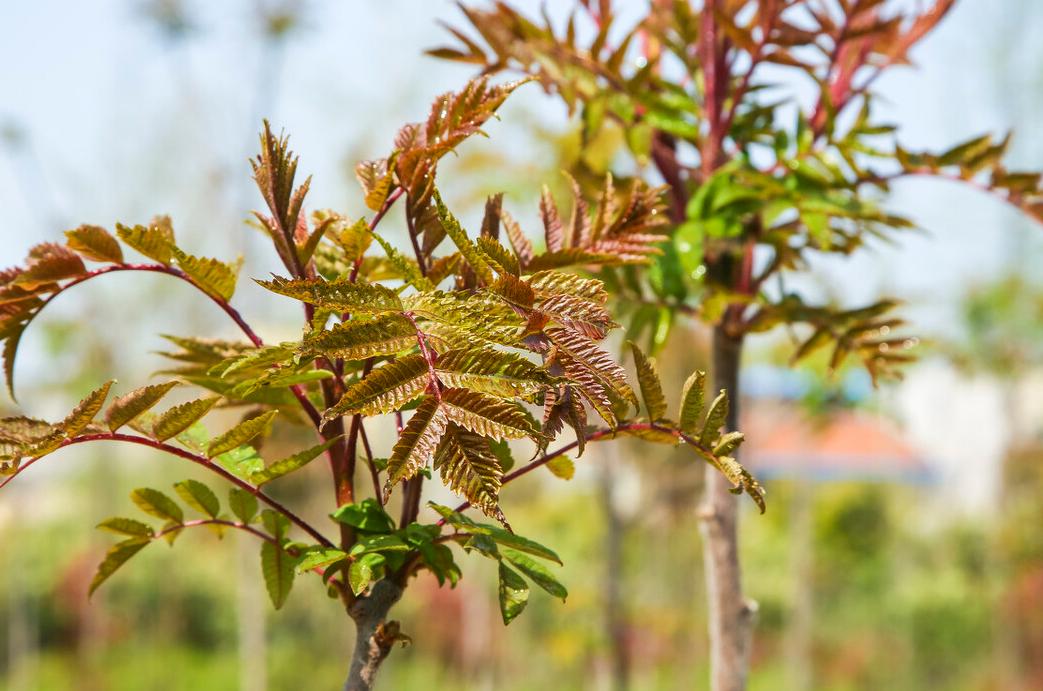 冬季养肝健脾茶推荐,冬季养肝降火喝什么茶