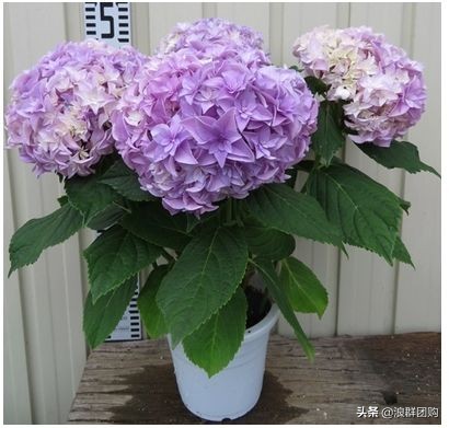 十种好看的绣球,最好看的绣球花视频